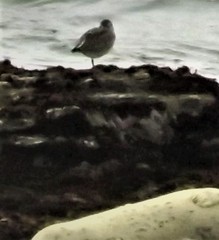 Calidris virgata