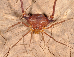Krateromaspis dilatata