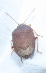 Crollius conspersus