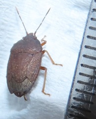 Crollius conspersus