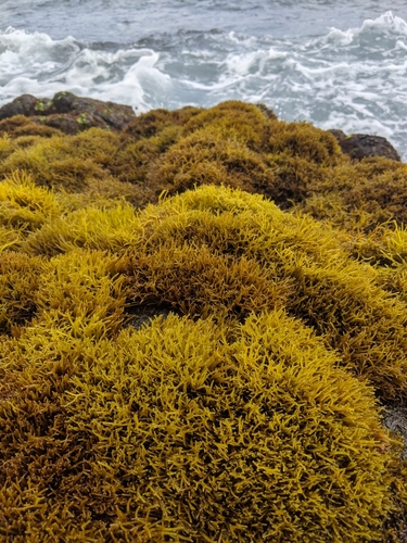 Gymnogongrus durvillei
