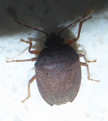 Crollius conspersus