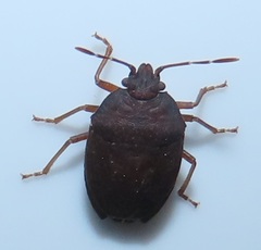 Crollius conspersus