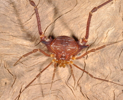 Krateromaspis dilatata