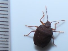 Crollius conspersus
