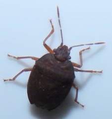Crollius conspersus