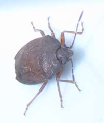 Crollius conspersus