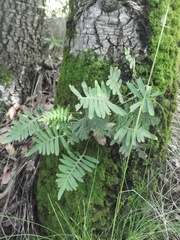 Pleopeltis thyssanolepis