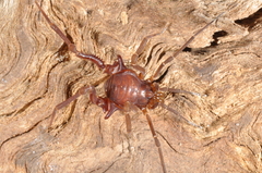 Eusarcus hastatus