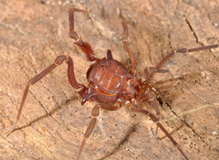Eusarcus hastatus