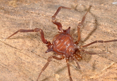 Eusarcus hastatus