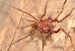 Eusarcus hastatus