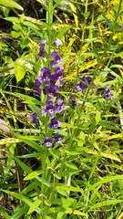 Angelonia