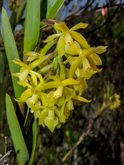 Epidendrum zipaquiranum