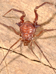 Eusarcus hastatus