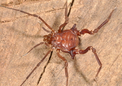 Eusarcus hastatus