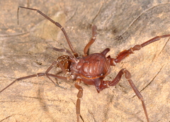 Eusarcus hastatus