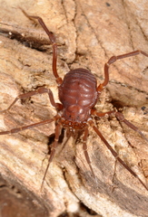 Eusarcus hastatus