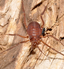 Eusarcus hastatus