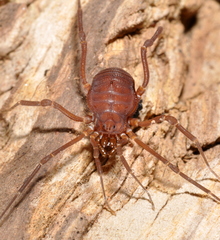 Eusarcus hastatus