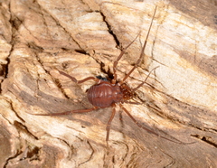 Eusarcus hastatus
