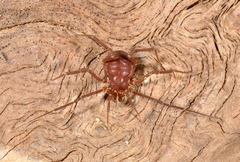 Eusarcus hastatus