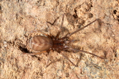Pikelinia mendensis