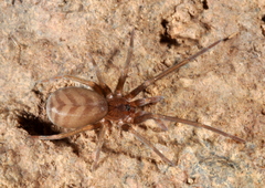Pikelinia mendensis