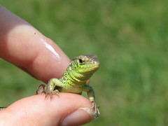 Lacerta agilis