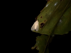 Pareuchaetes pseudoinsulata