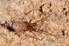 Pikelinia mendensis