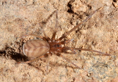 Pikelinia mendensis