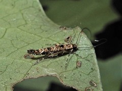 Conopomorpha cyanospila