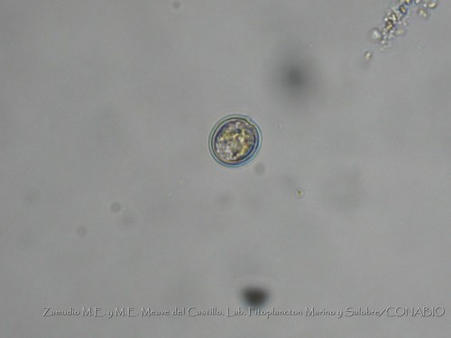 Prorocentrum minimum · iNaturalist