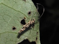 Conopomorpha cyanospila