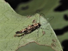 Conopomorpha cyanospila