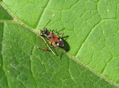 Beosus quadripunctatus