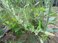 Chenopodium leptophyllum