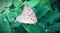 Pseudolycaena