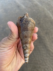 Tibia insulaechorab