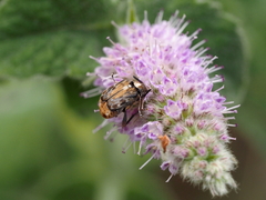 Megabruchidius dorsalis