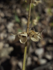 Salvia subincisa