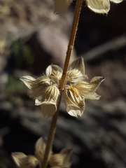 Salvia subincisa