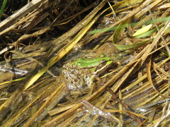 Pelophylax