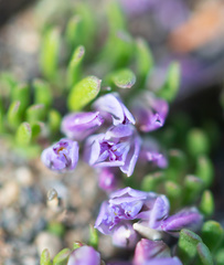 Polygala salasiana