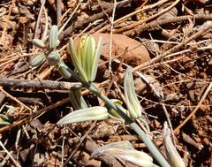 Albuca glauca
