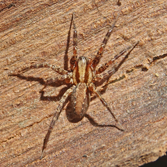 Agelenidae