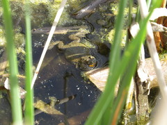 Bombina bombina