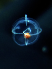 Solmundaegina nematophora image
