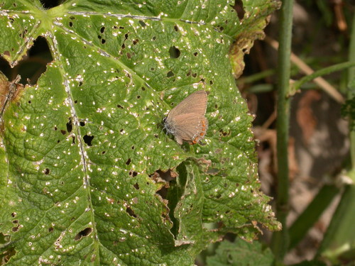 False Ilex Hairstreak, 30760 Le Garn, France, photo 6 of 10